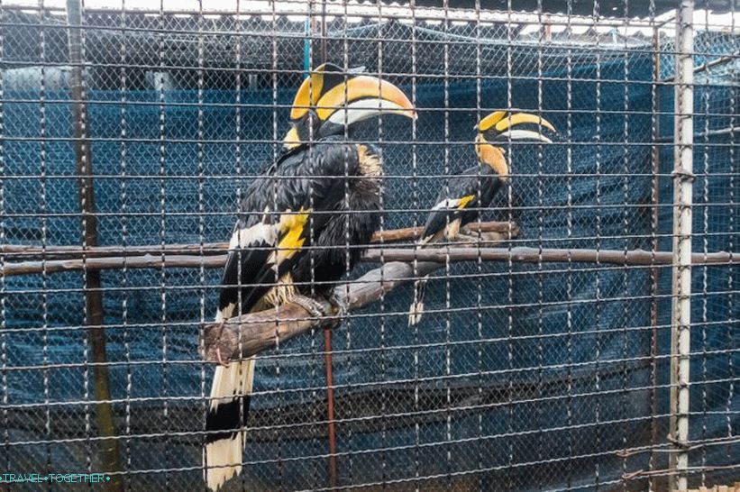 Akvarijum i Tiger Zoo na Samuiju - tužni i skupi