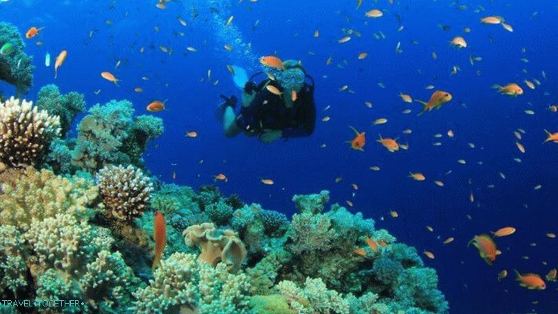 Ronjenje na Samui, Koh Tao, Nang Yuan s ruskim vodičem