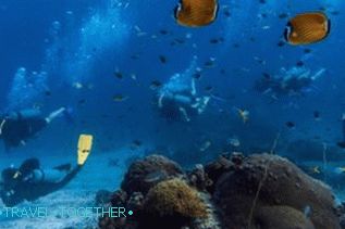 Ronjenje na Samui, Koh Tao, Nang Yuan s ruskim vodičem