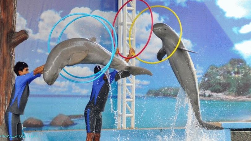 Dolphin show u Pattaya