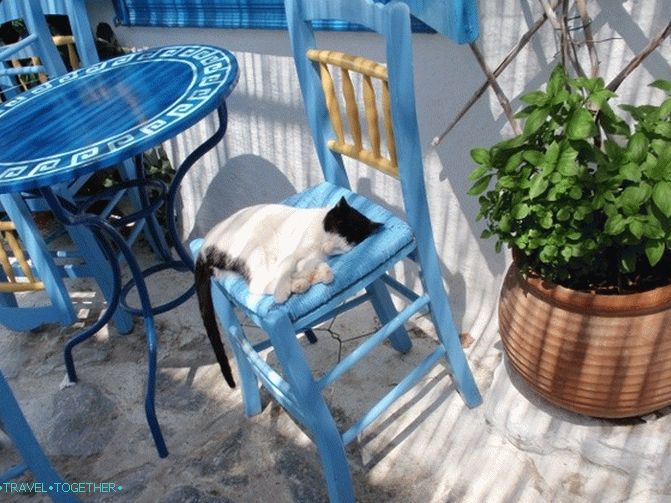 Grčke mačke - heroji turističkih fotografija