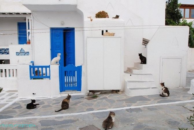 Grčke mačke - heroji turističkih fotografija