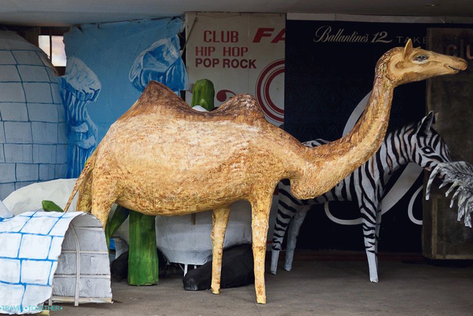 Ready camel giraffe