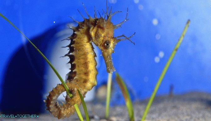 Kritski akvarijum. Među stanovnicima dubina Mediterana