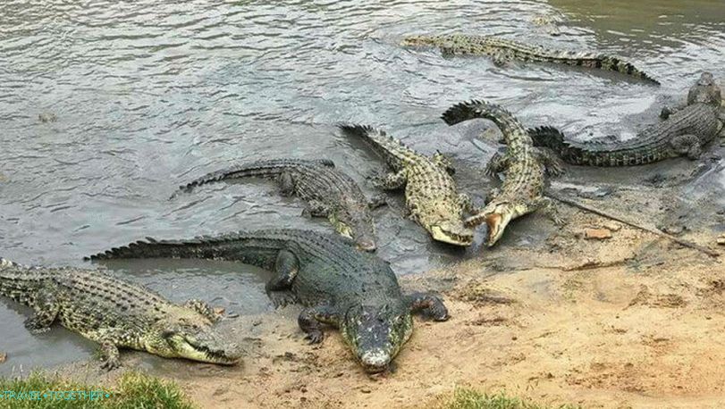 Krokodili u Tajlandu