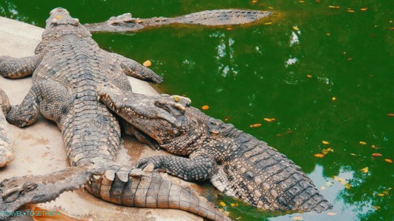 Krokodili u Tajlandu