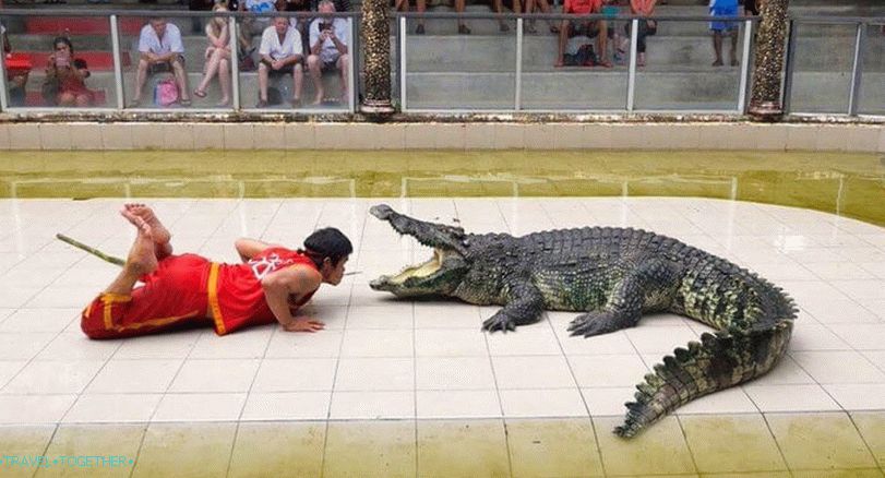 Show with crocodiles in Thailand