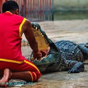 Show crocodiles in Pattaya
