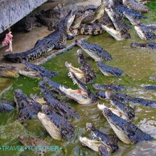 Farma krokodila u Pataji