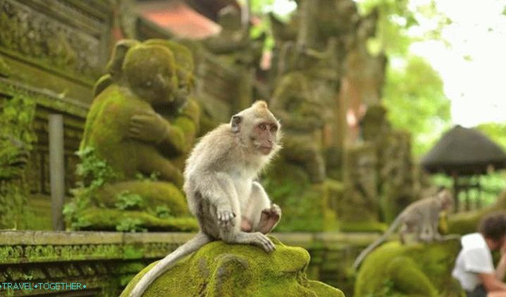 Bali, šuma majmuna u Ubudu