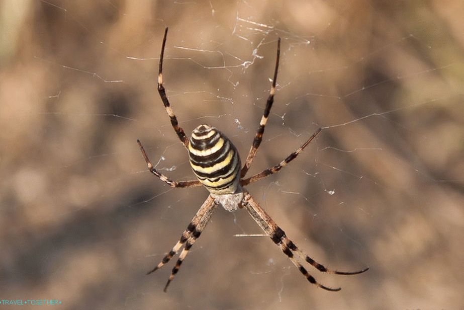 Lokalni stanovnik. Otrovan?