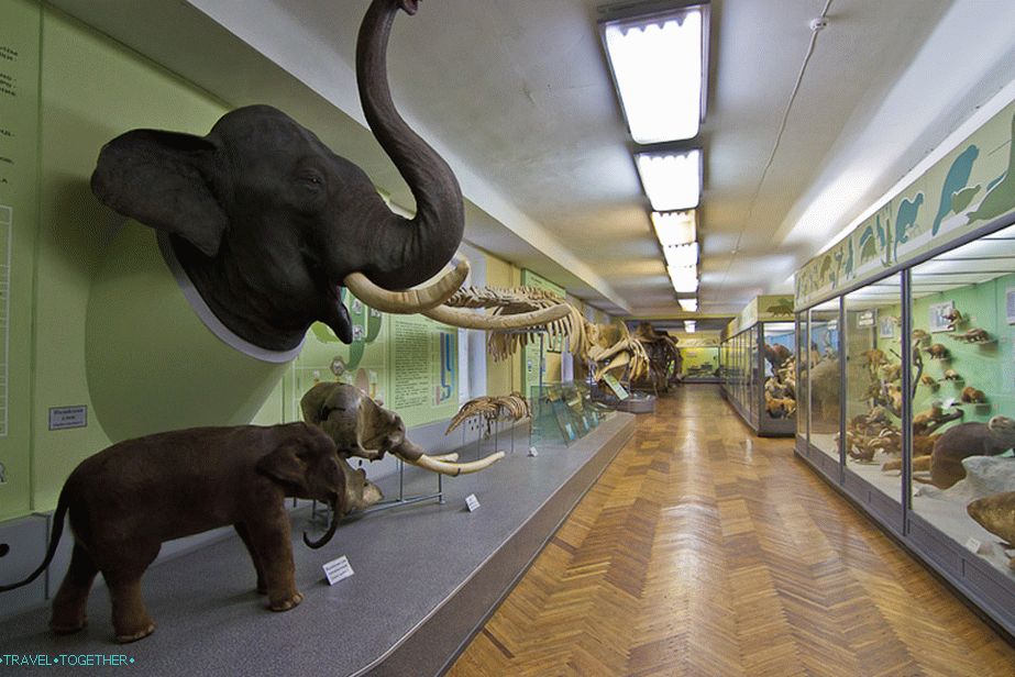 Glava slona dobila je pre nekoliko godina obližnji zoološki vrt