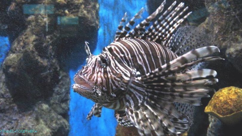 Phuket Oceanarium