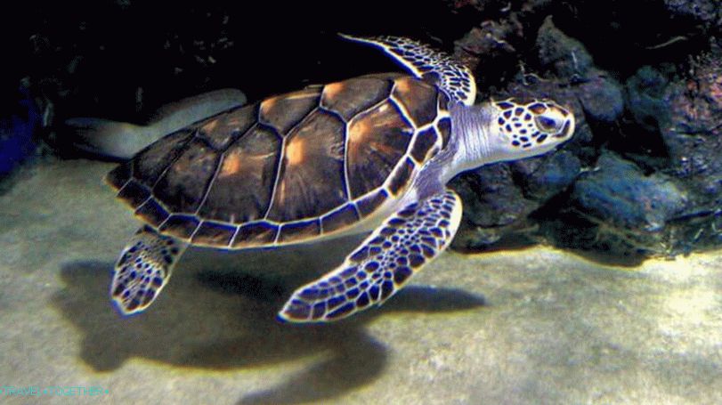 Phuket Aquarium