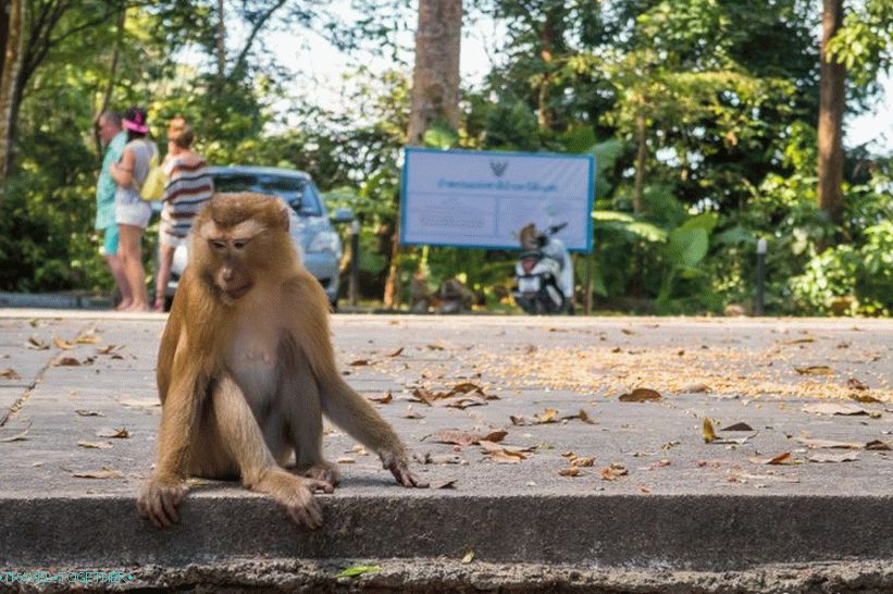 Opasna planina majmuna u Phuket - Monkey Hill (Monkey Hill)