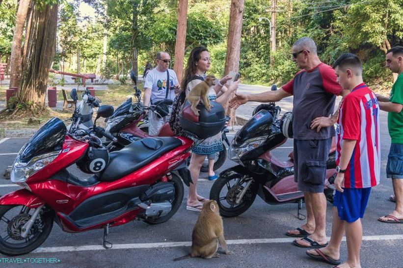 Opasna planina majmuna u Phuket - Monkey Hill (Monkey Hill)