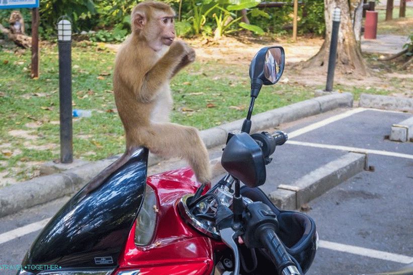 Opasna planina majmuna u Phuket - Monkey Hill (Monkey Hill)