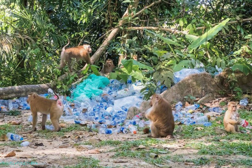 Opasna planina majmuna u Phuket - Monkey Hill (Monkey Hill)