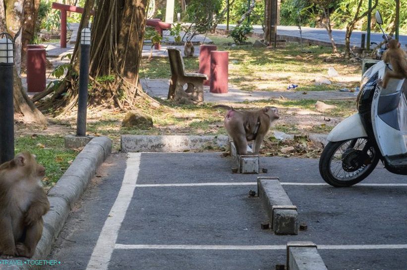 Opasna planina majmuna u Phuket - Monkey Hill (Monkey Hill)