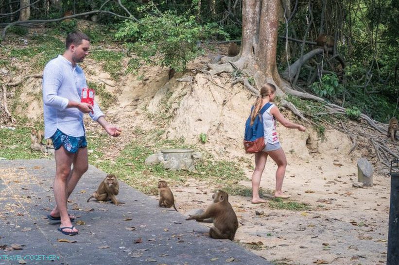 Opasna planina majmuna u Phuket - Monkey Hill (Monkey Hill)