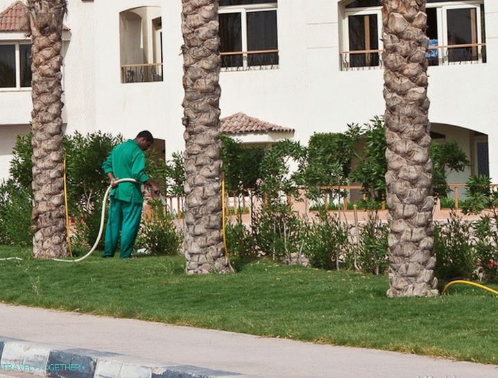 Egipat. Šarm el Šeik. Zalivanje.