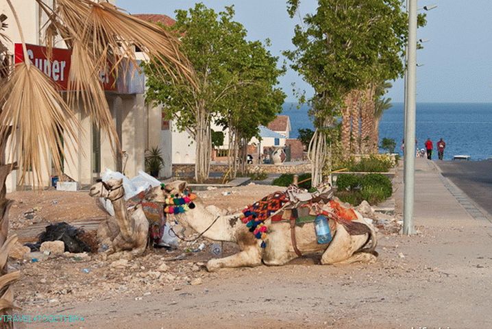 Deve u Šarm el Šeiku.