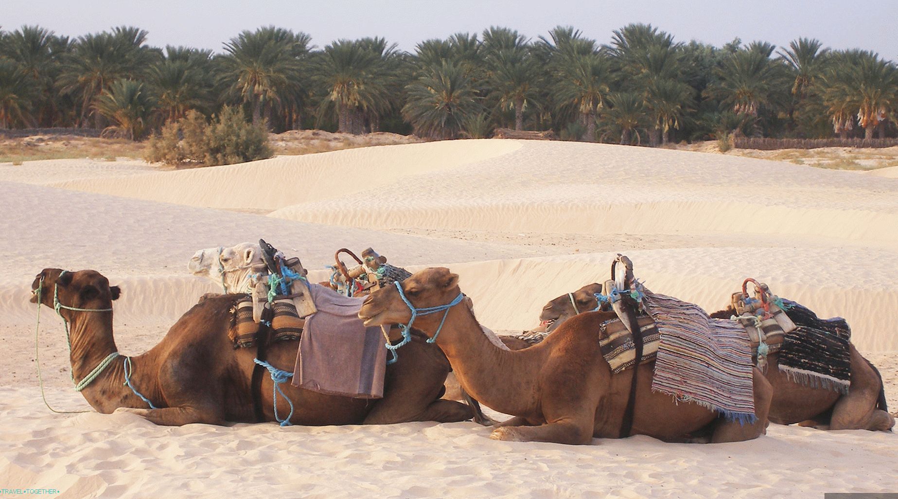 Camel izleti u Saharu