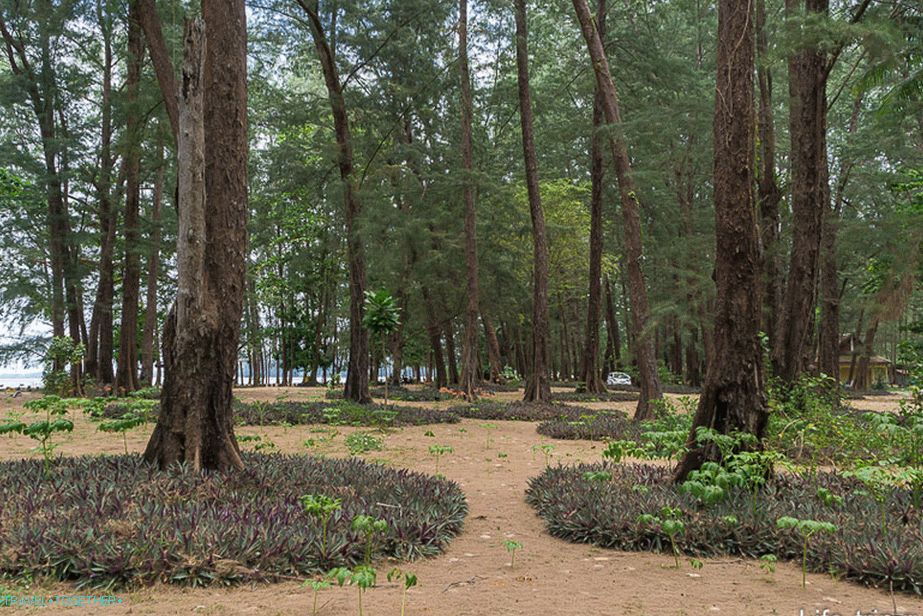 Dio plaže je obrastao casuarinama (nat park)