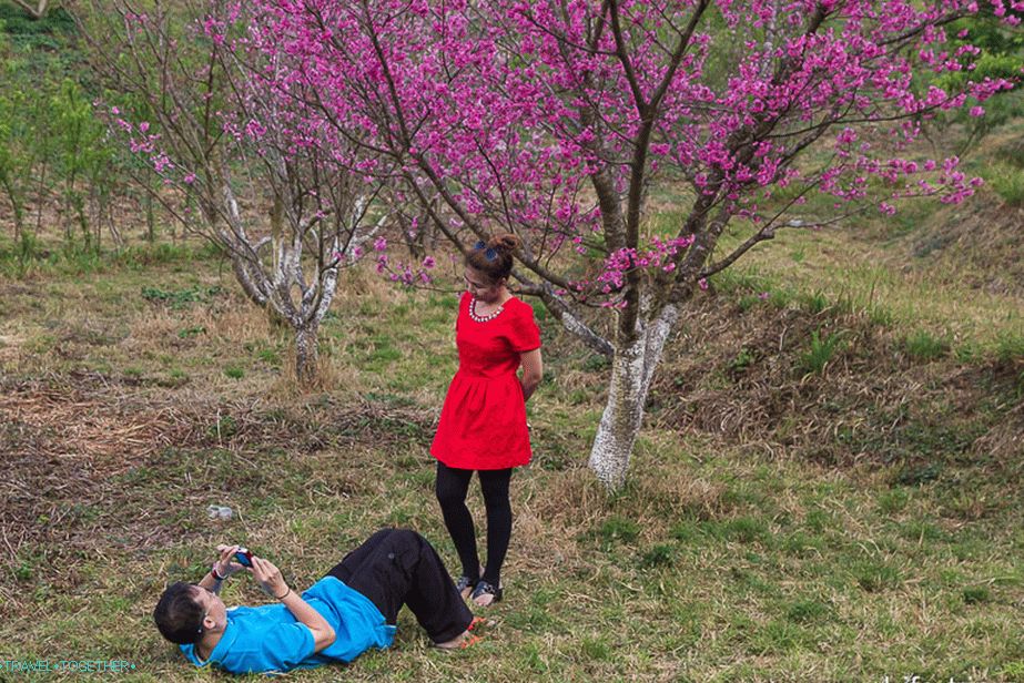 Ostaci sakure, morate da se okrenete da biste snimili fotografiju