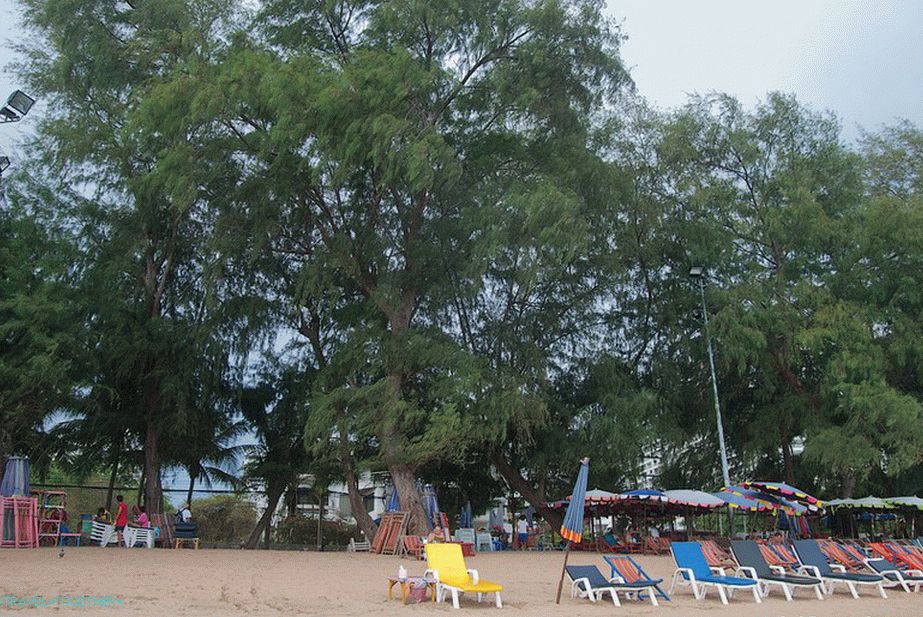 Casuarine rastu duž plaže