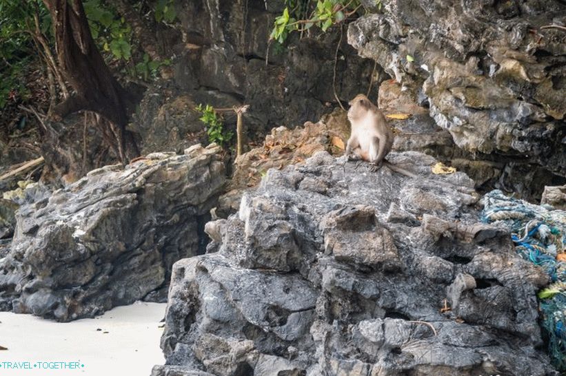 Monkey Beach Beach - Majmunski raj na Phi Phi Donu