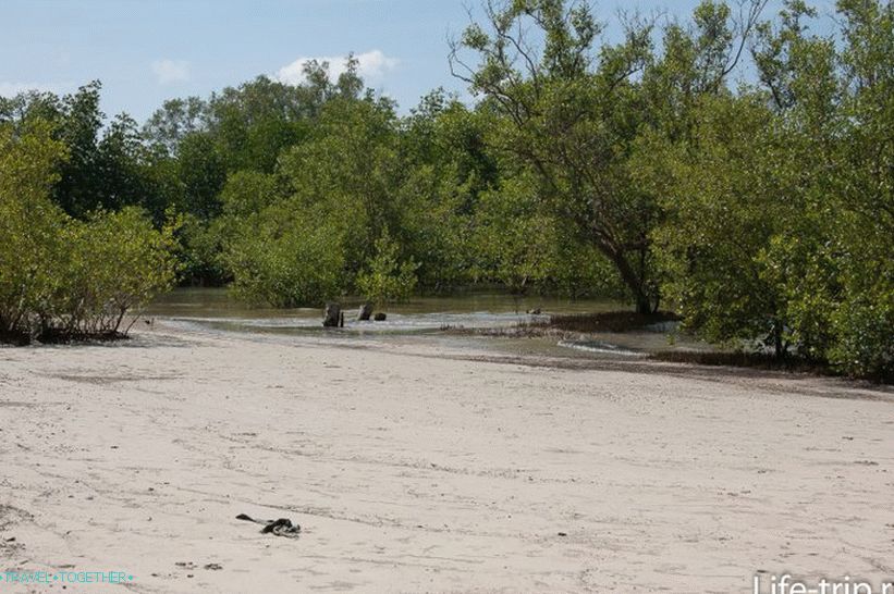 Mangrovi na desnoj ivici Ban plaže