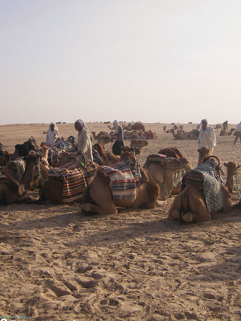 Tuniska Camel Tour