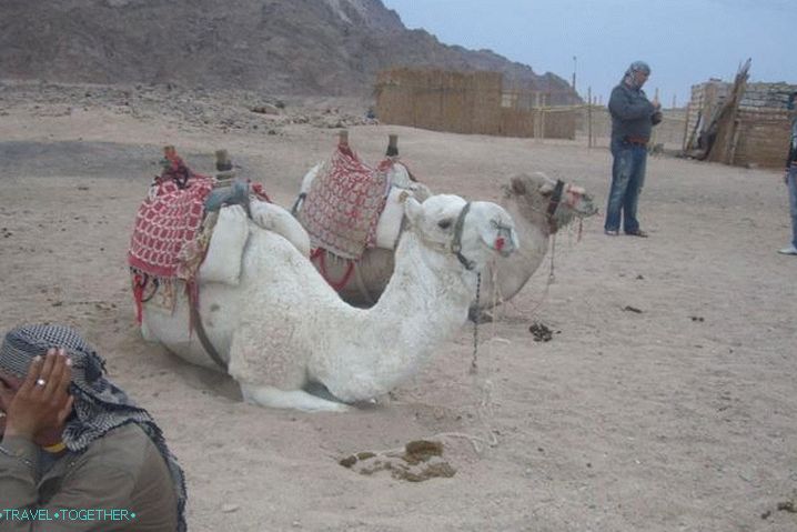 Hurgada, u beduinskom selu