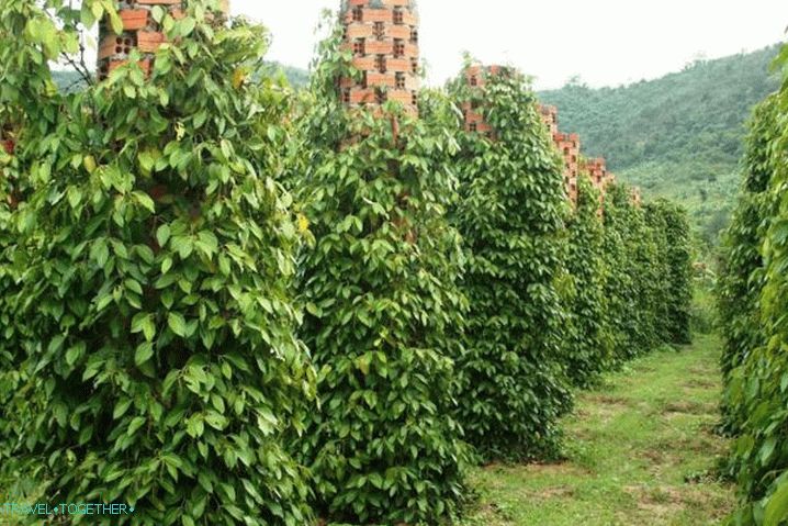 Phu Quoc, plantaža crnog bibera