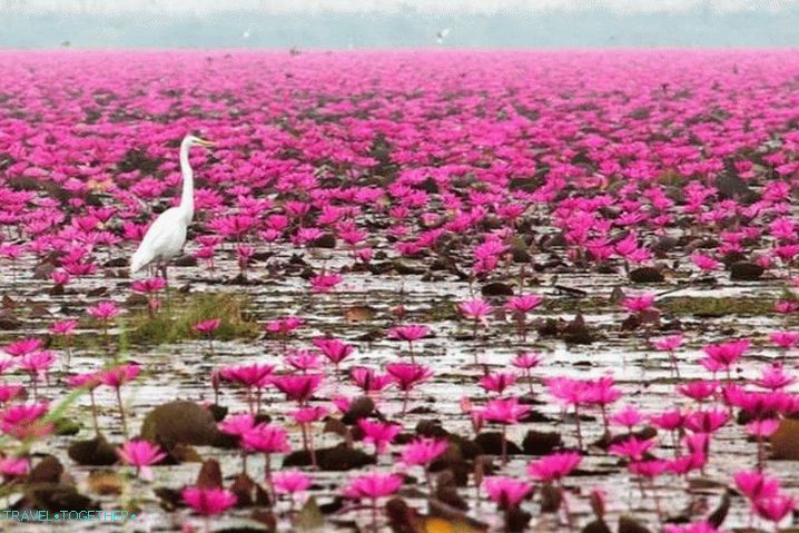 Phan Thiet, Lotus jezero