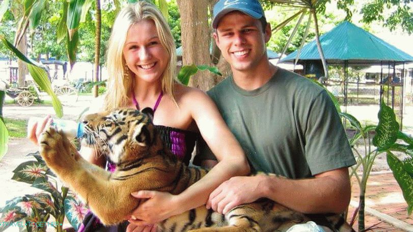 Tiger Zoo and Aquarium on Samui