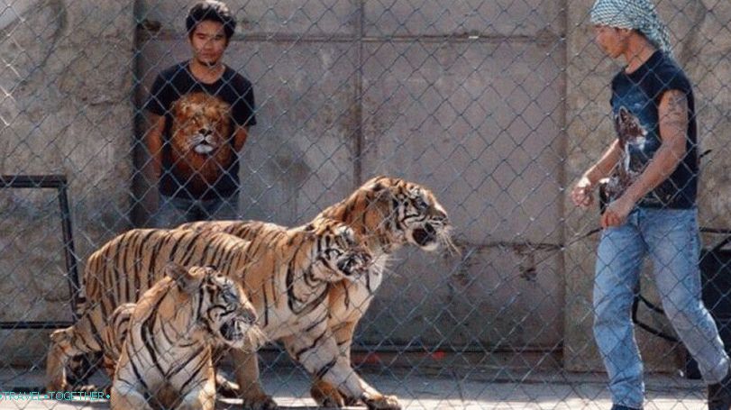 Tiger Zoo and Aquarium on Samui