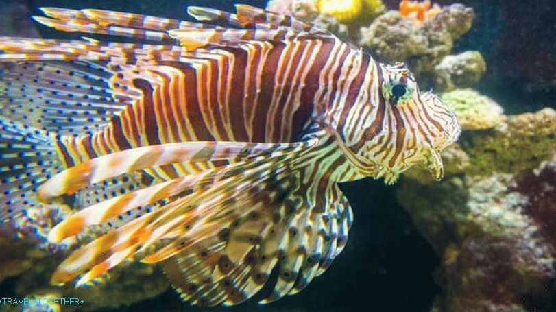 Tiger Zoo and Aquarium on Samui