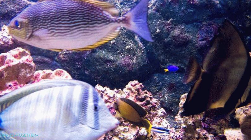 Tiger Zoo and Aquarium on Samui