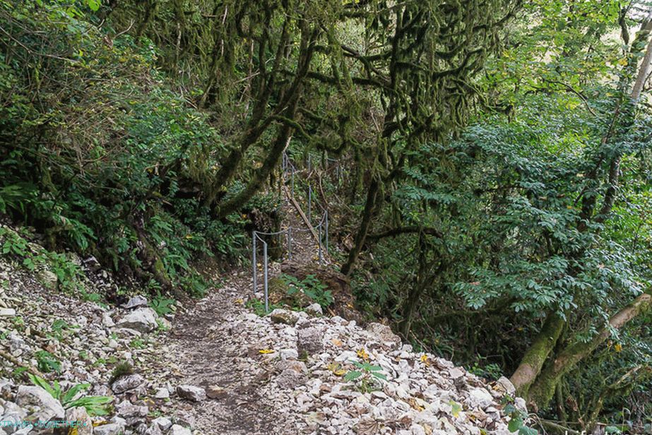 Izletnički put duž Tisa-Boxwood Grove, Big Ring