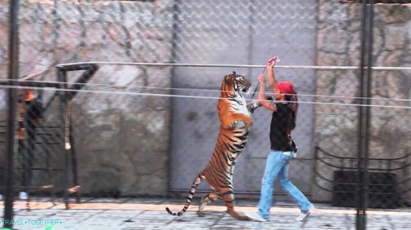 Zoo on Samui