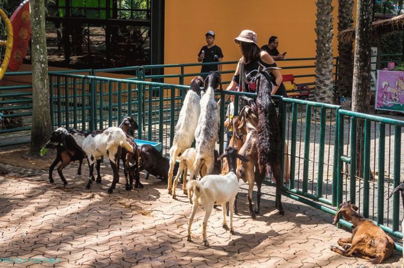 Nong Nooch Tropical Park u Pataji je glavna atrakcija