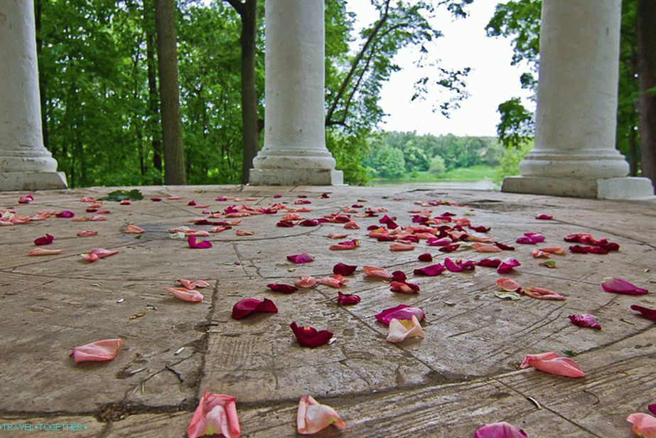 Latice ruže u sjenici nakon vjenčanja