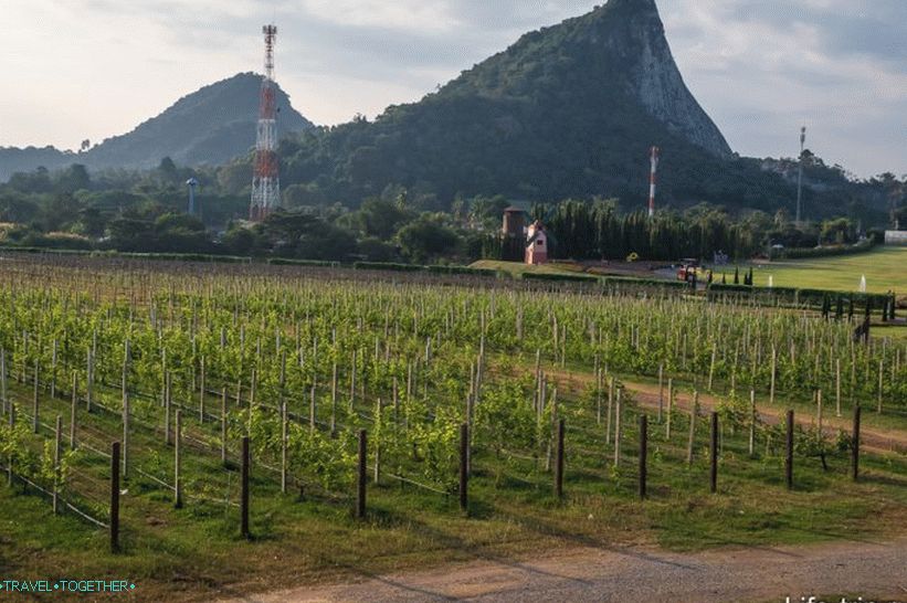 Planina Zlatnog Bude na pozadini uzgoja grožđa