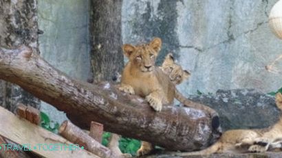 Životinje u Khao Kheo Zoo u Pattaya