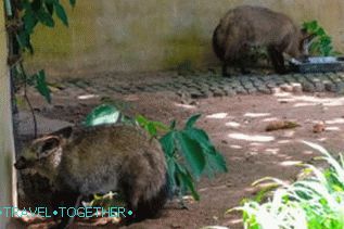 Životinje u Khao Kheo Zoo u Pattaya