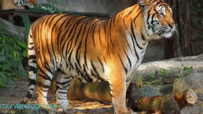 Khao Kheo Zoo in Pattaya
