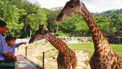 Khao Kheo Zoo in Pattaya
