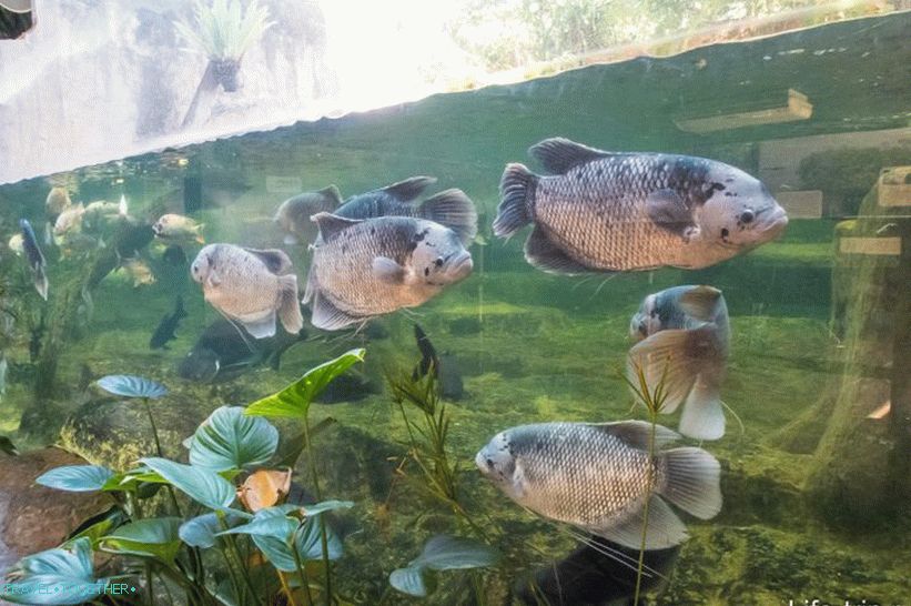Zoološki vrt Khao Kheo u Pataji - najbolji u Tajlandu
